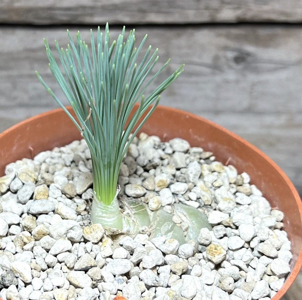 SHPR30282 Ornithogalum circinatum ES15530