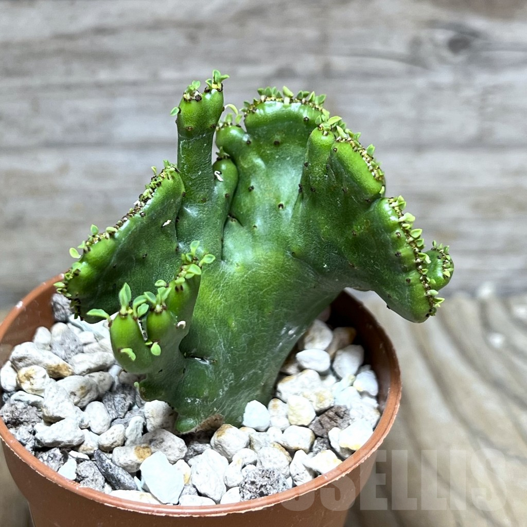 SHPR30284 Euphorbia leucodendron f. cristata