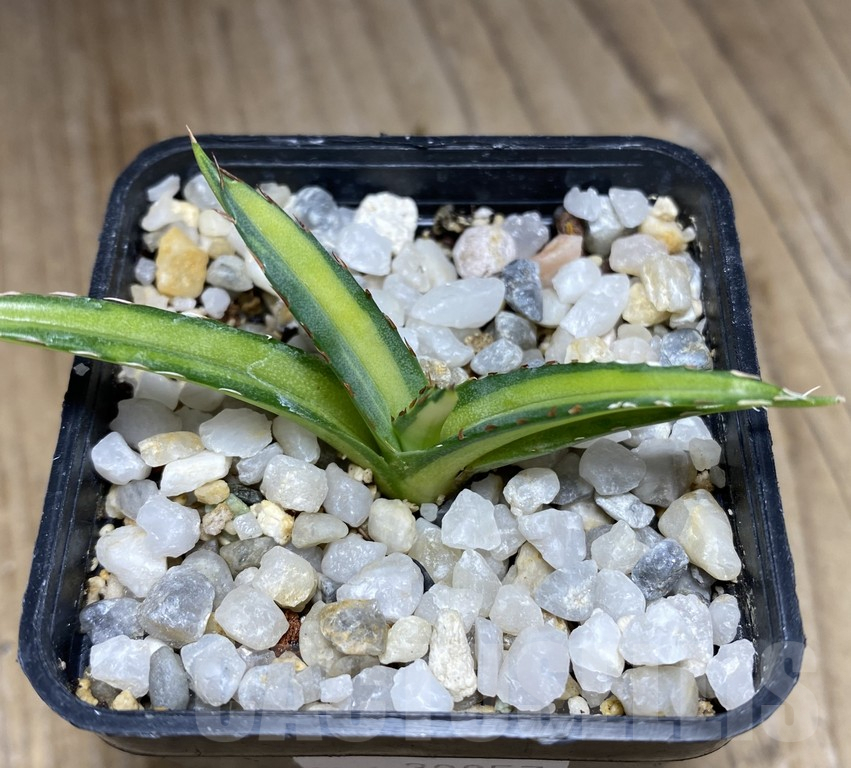 SHPR30857 Agave victoriae-reginae ‘Mediopicta’