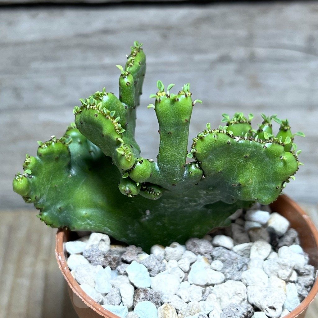 SHPR30284 Euphorbia leucodendron f. cristata - Obrázek 2