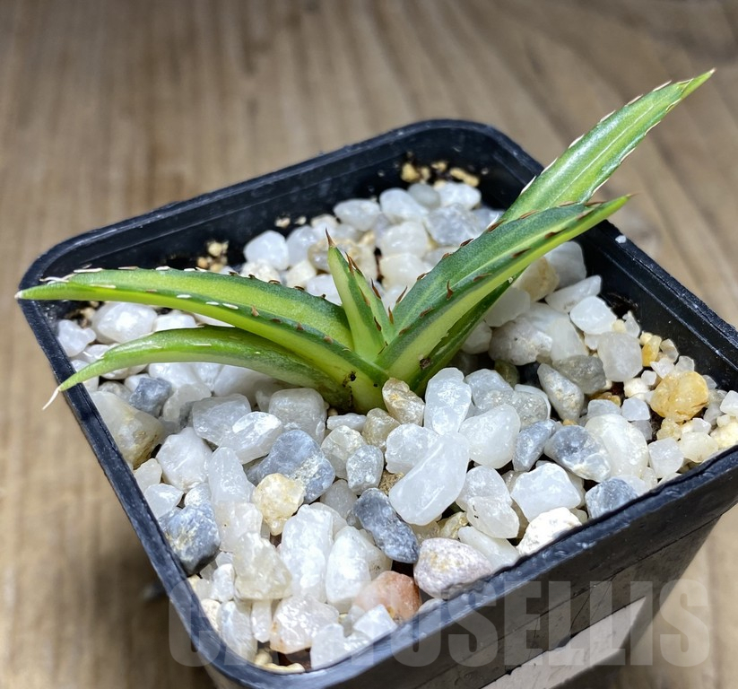 SHPR30857 Agave victoriae-reginae ‘Mediopicta’ - Image 2