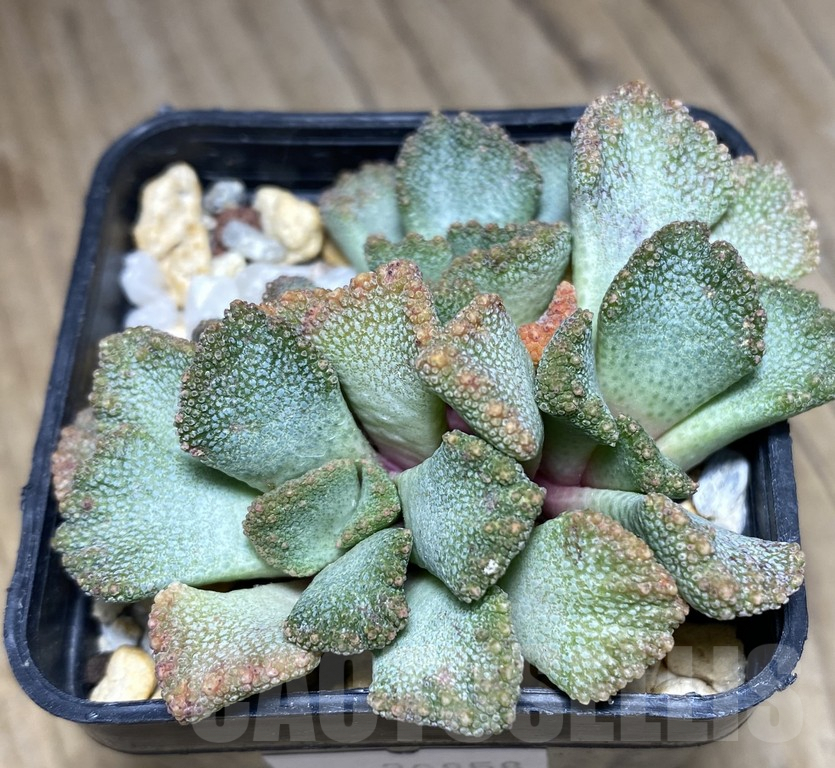 SHPR Titanopsis fulleri