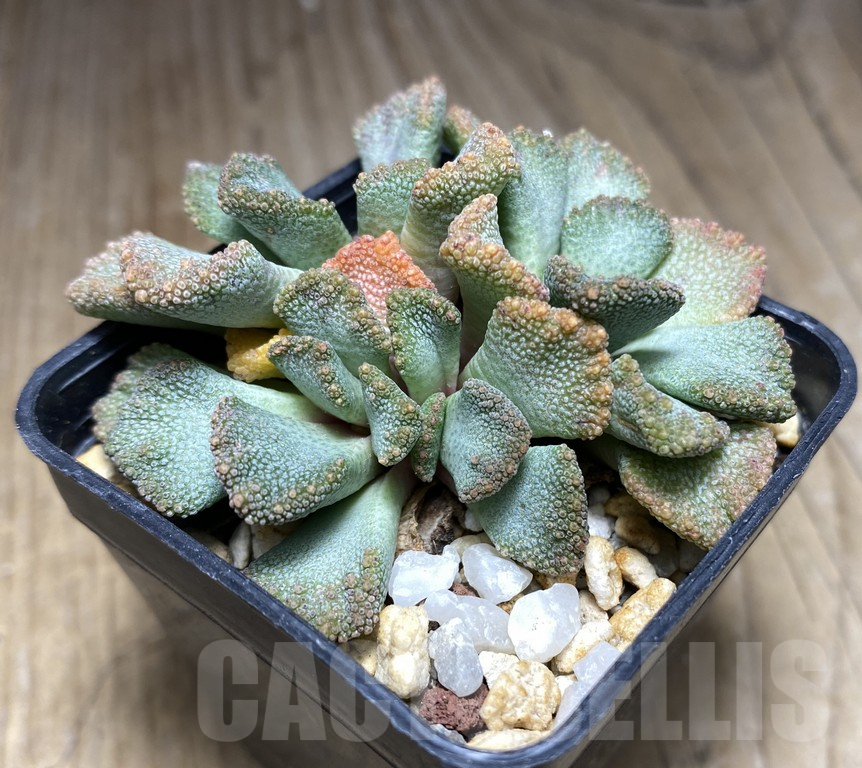 SHPR Titanopsis fulleri - Image 2