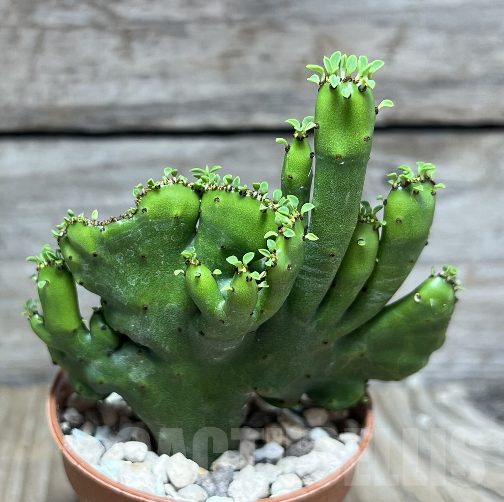 SHPR30285 Euphorbia leucodendron f. cristata - Image 2