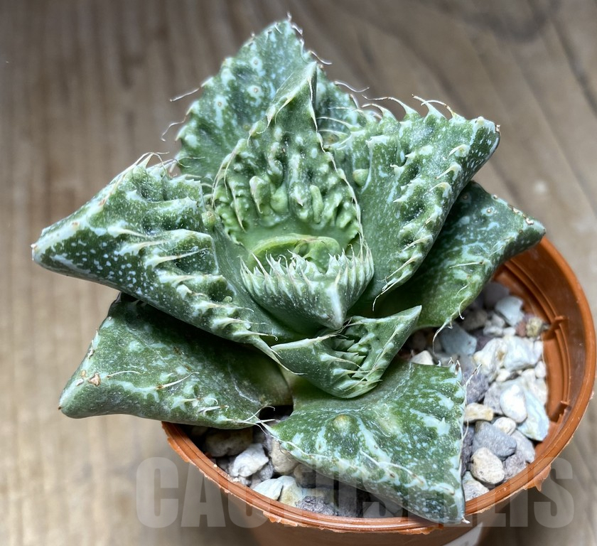 SHPR30859 Faucaria tuberculosa -Japan-