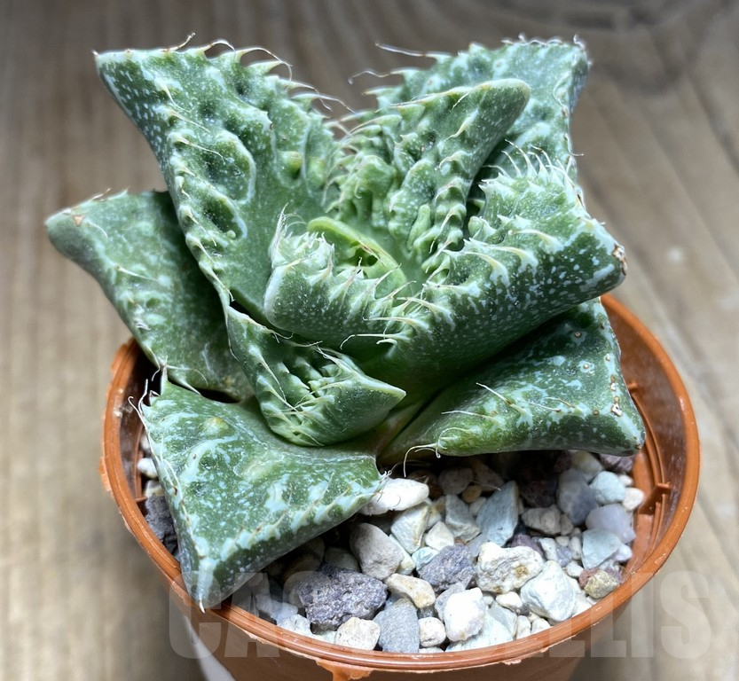 SHPR30859 Faucaria tuberculosa -Japan- - Image 2