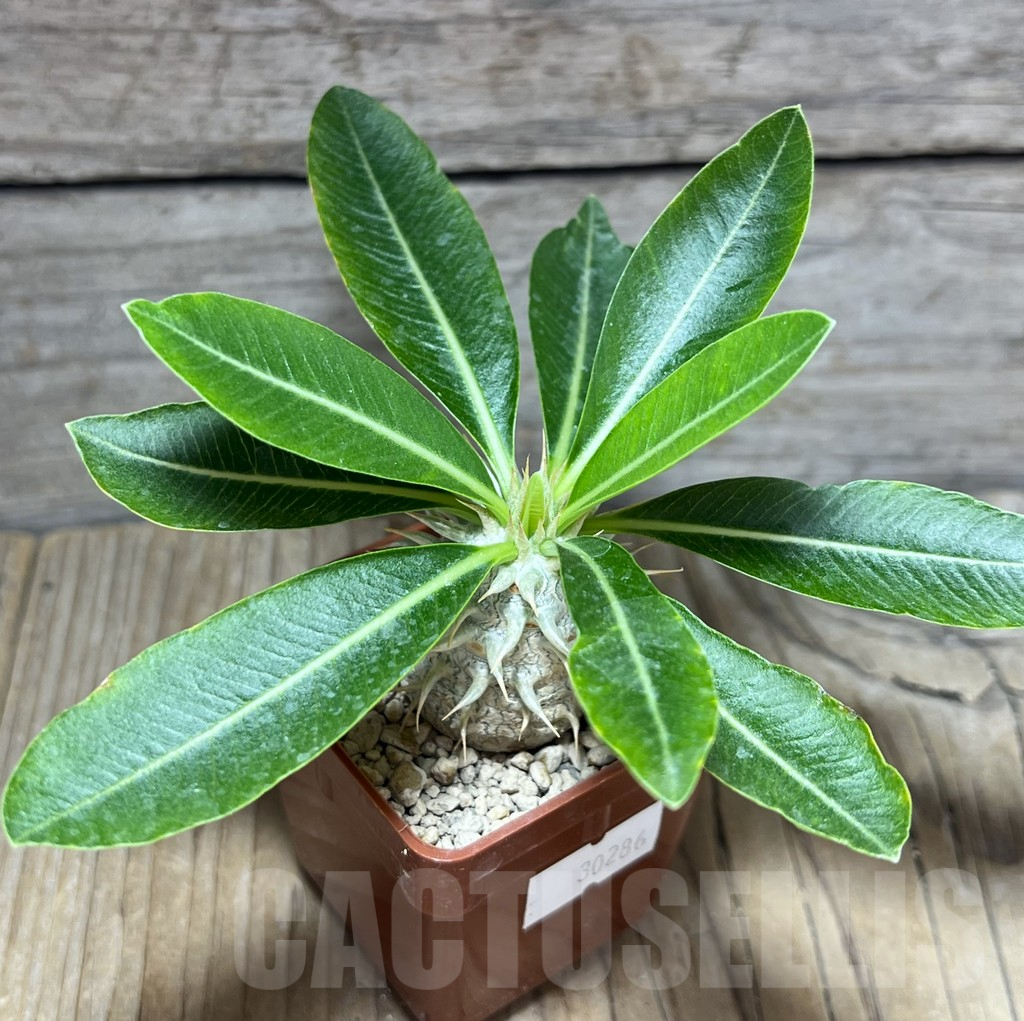 SHPR30286 Pachypodium eburneum shiny leaf
