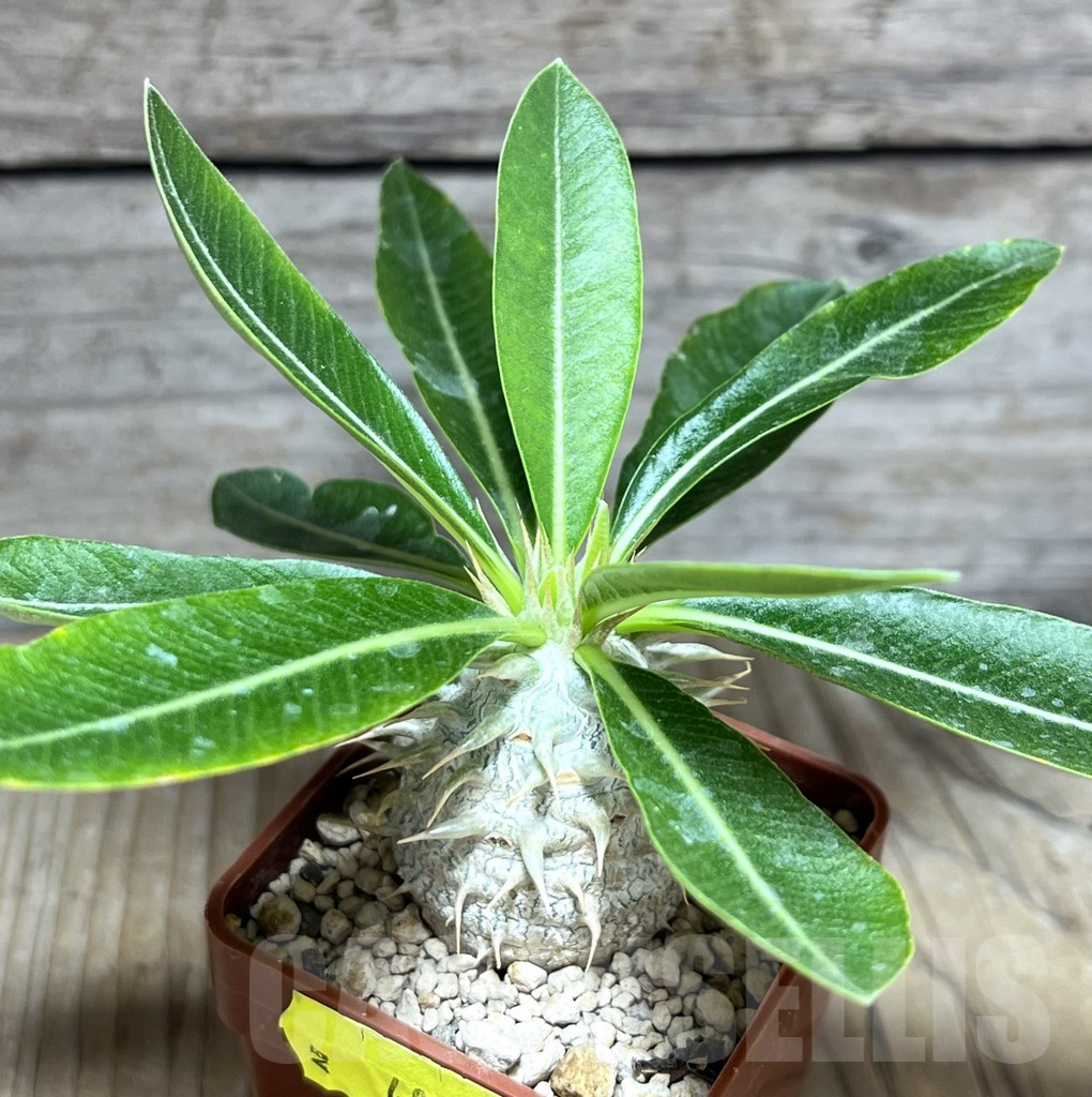 SHPR30288 Pachypodium eburneum shiny leaf