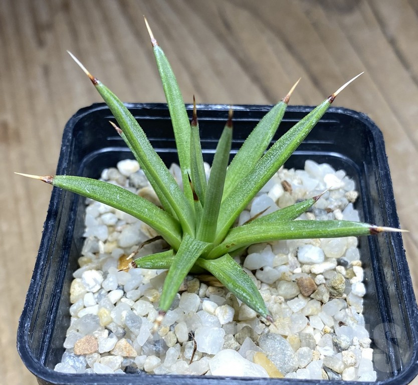 SHPR30860 Agave albopilosa - Imagen 2