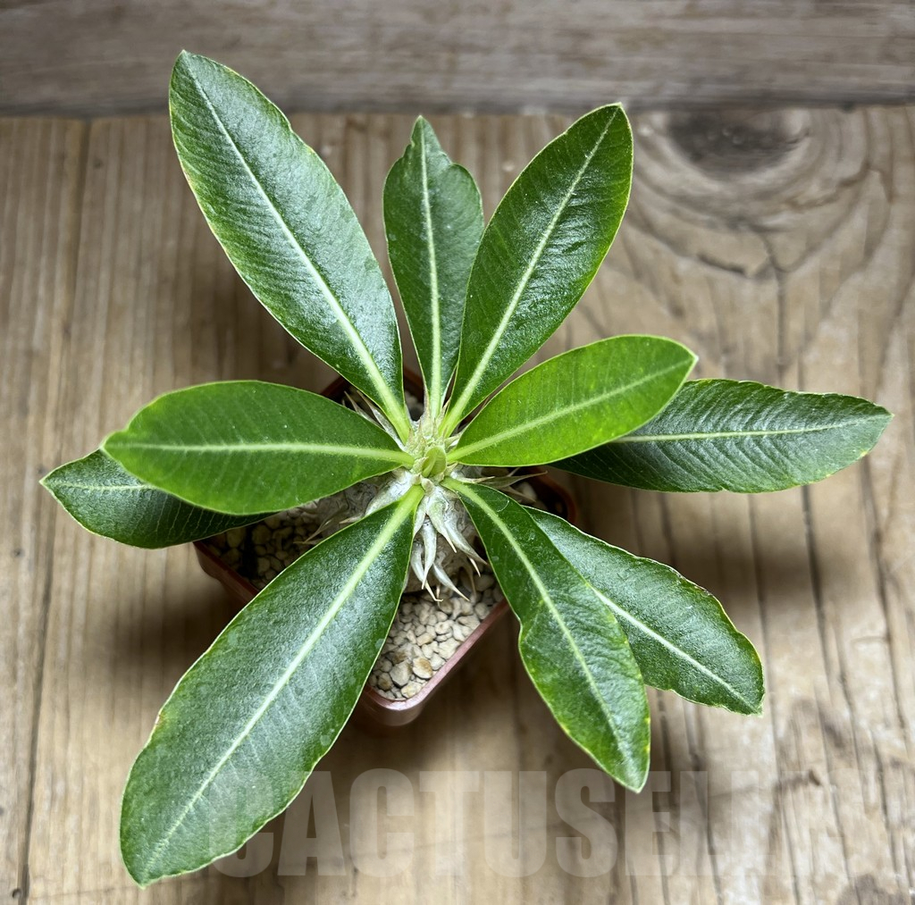 SHPR30286 Pachypodium eburneum shiny leaf - Image 2
