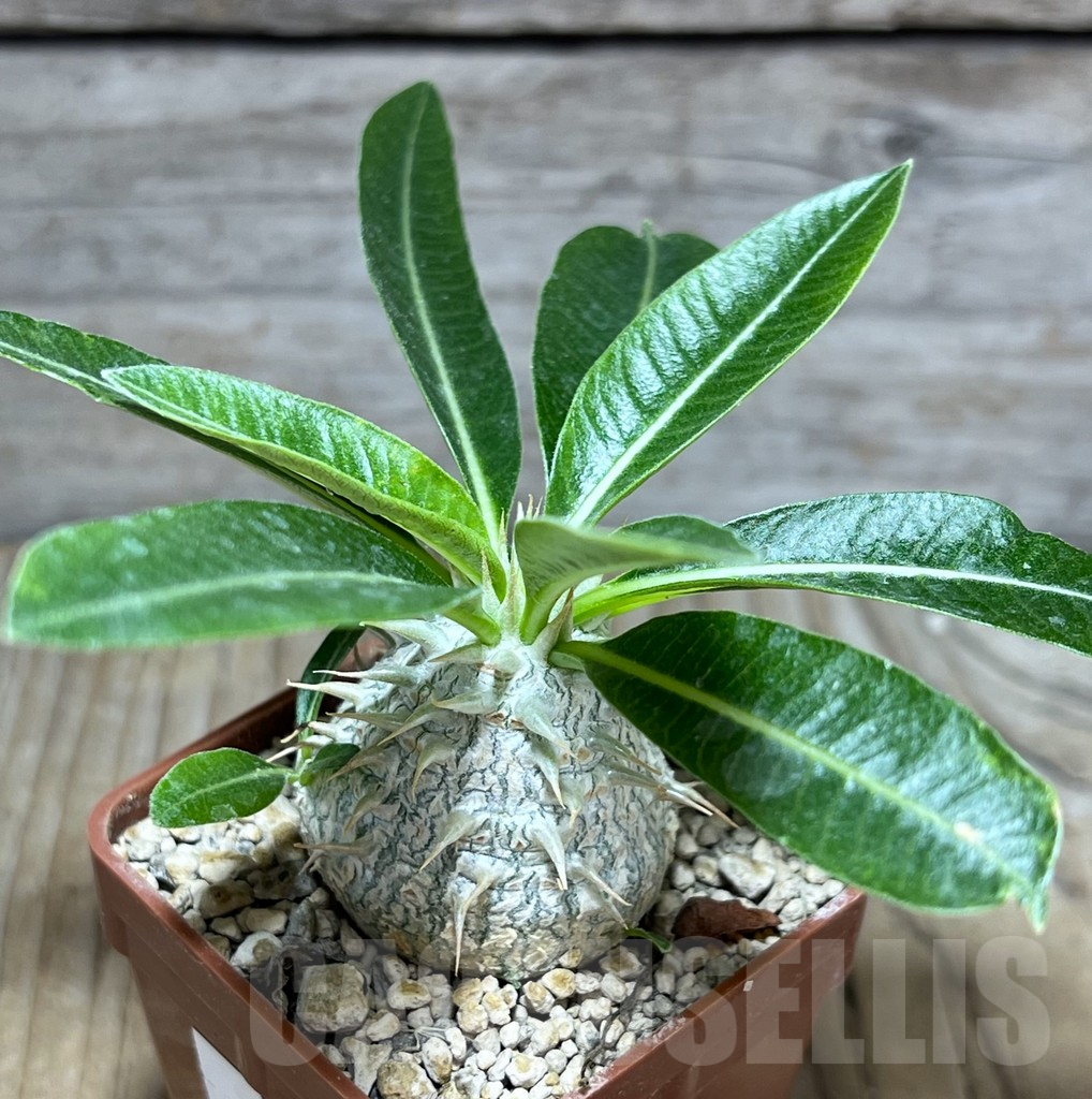 SHPR30287 Pachypodium eburneum shiny leaf