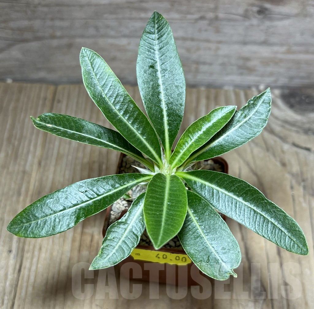 SHPR30287 Pachypodium eburneum shiny leaf - Obrázek 2