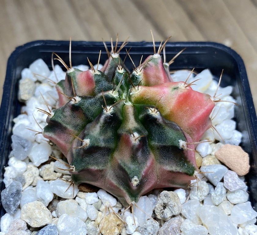 SHPR30862 Gymnocalycium mihanovichii ‘Pastel Heart’