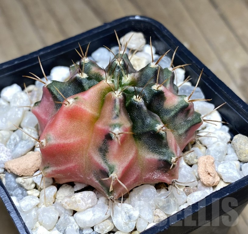 SHPR30862 Gymnocalycium mihanovichii ‘Pastel Heart’ - Imagen 2