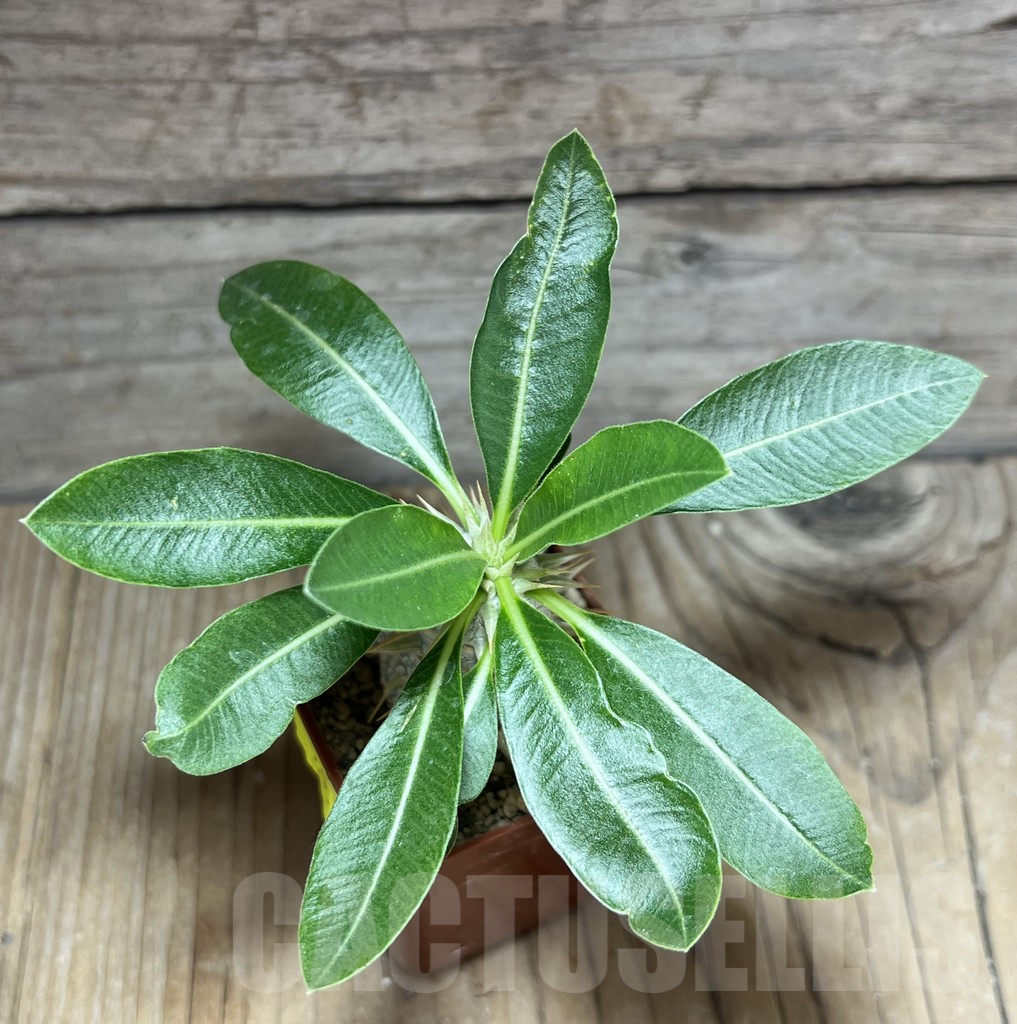 SHPR30288 Pachypodium eburneum shiny leaf - Obrázek 2