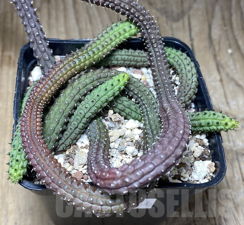 SHPR30864 Echidnopsis ericiflora - Image 2