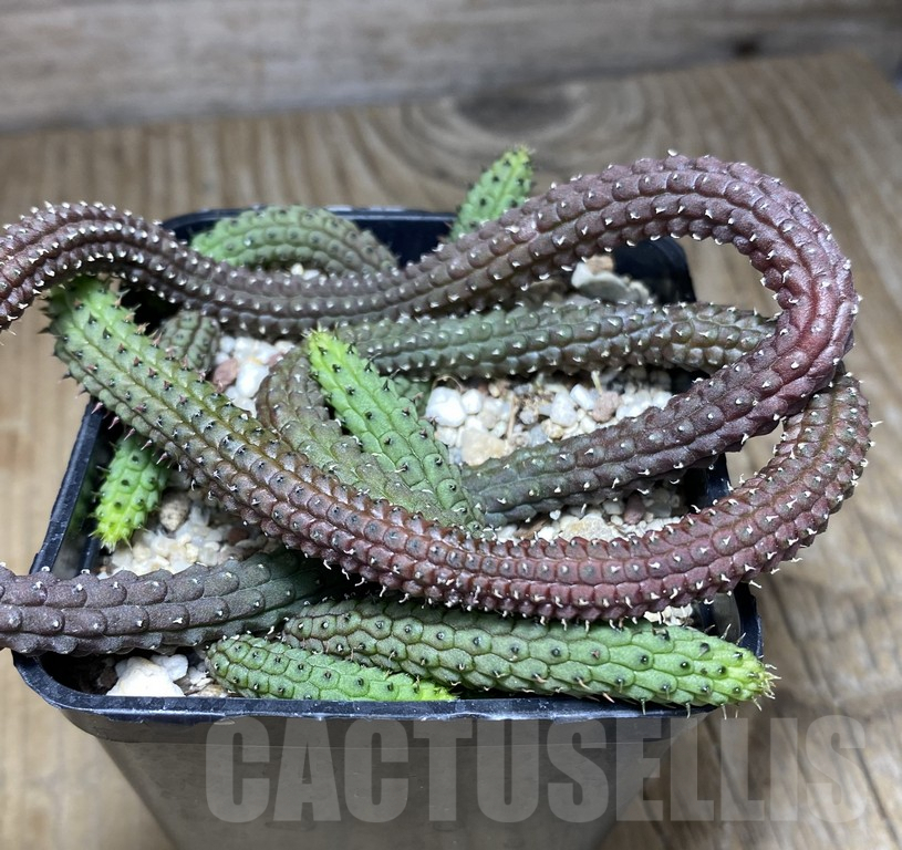 SHPR30864 Echidnopsis ericiflora