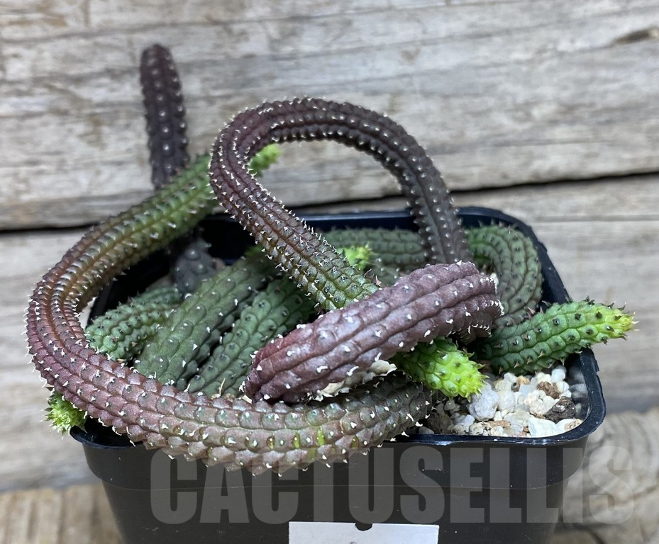 SHPR30864 Echidnopsis ericiflora - Image 3