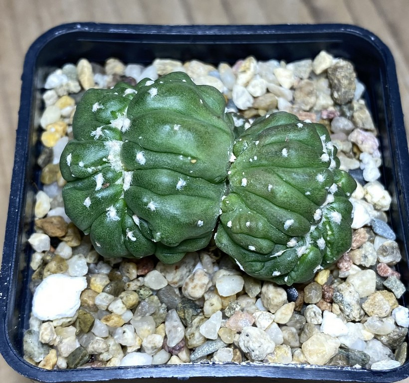 SHPR30865 Astrophytum asterias ‘Kikko Lizard Skin’ f. cristata