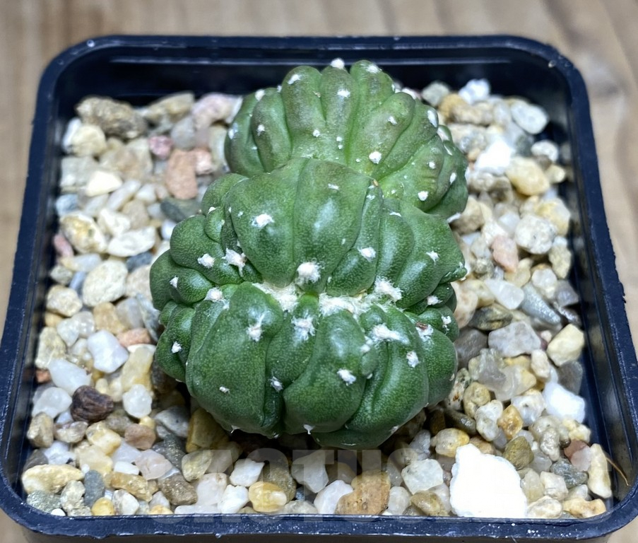 SHPR30865 Astrophytum asterias ‘Kikko Lizard Skin’ f. cristata - Image 2