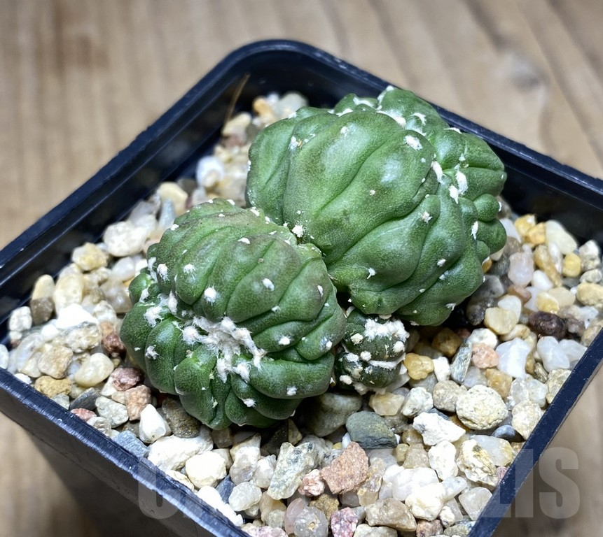SHPR30865 Astrophytum asterias ‘Kikko Lizard Skin’ f. cristata - Image 3