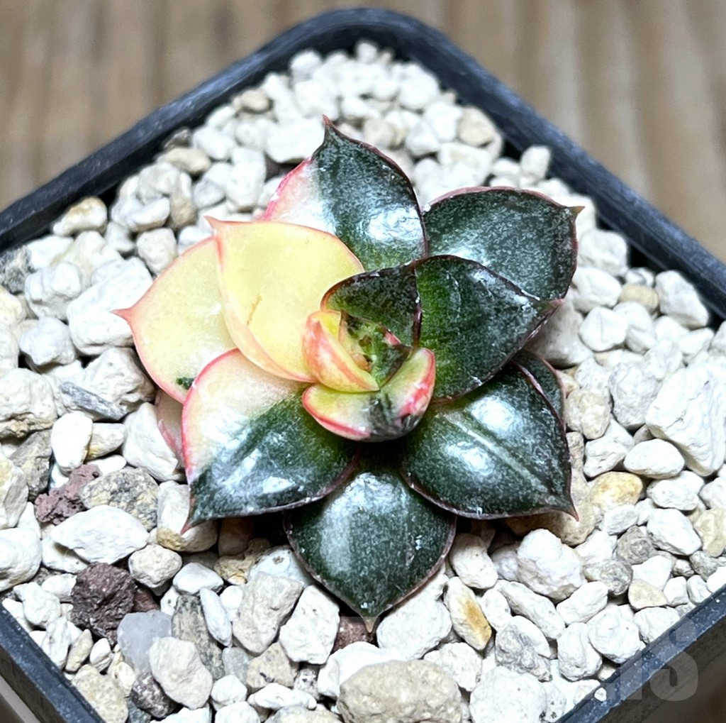 SHPR30292 Echeveria purpusorum f. variegata