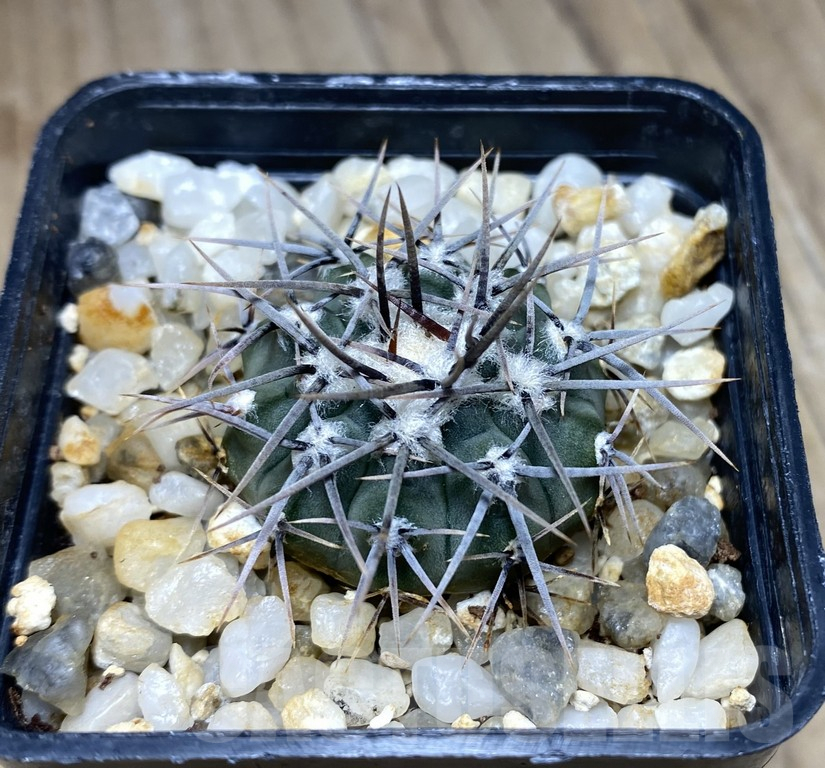 SHPR30867 Gymnocalycium ochoterenae LB 467