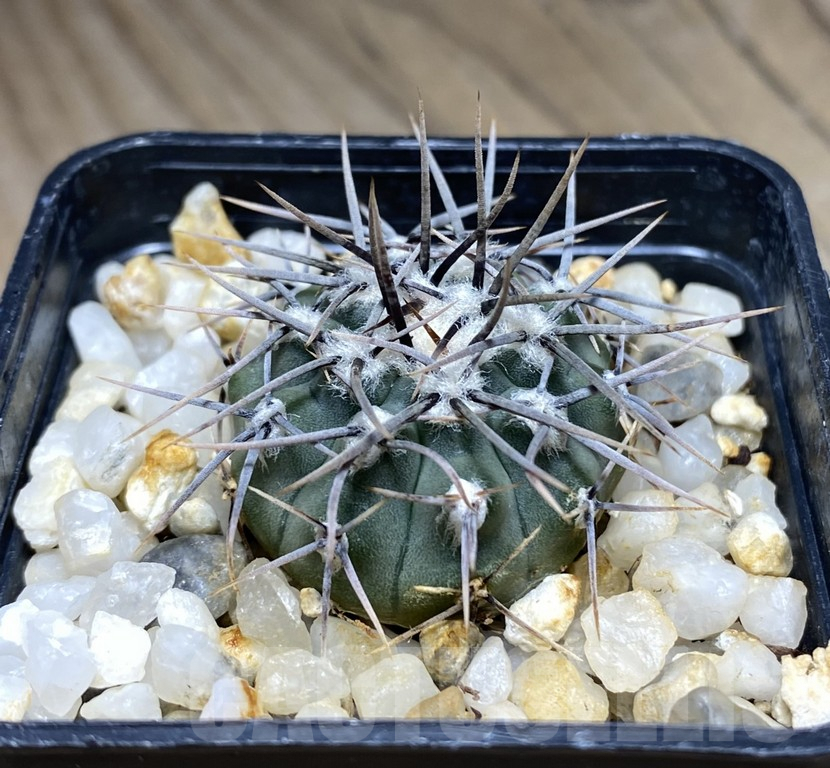 SHPR30867 Gymnocalycium ochoterenae LB 467 - Image 2