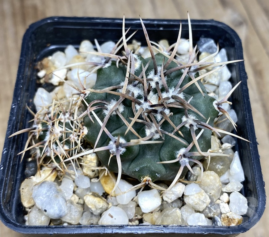 SHPR30868 Gymnocalycium ochoterenae LB 467 - Image 2