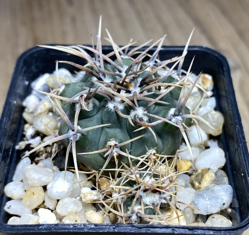 SHPR30868 Gymnocalycium ochoterenae LB 467