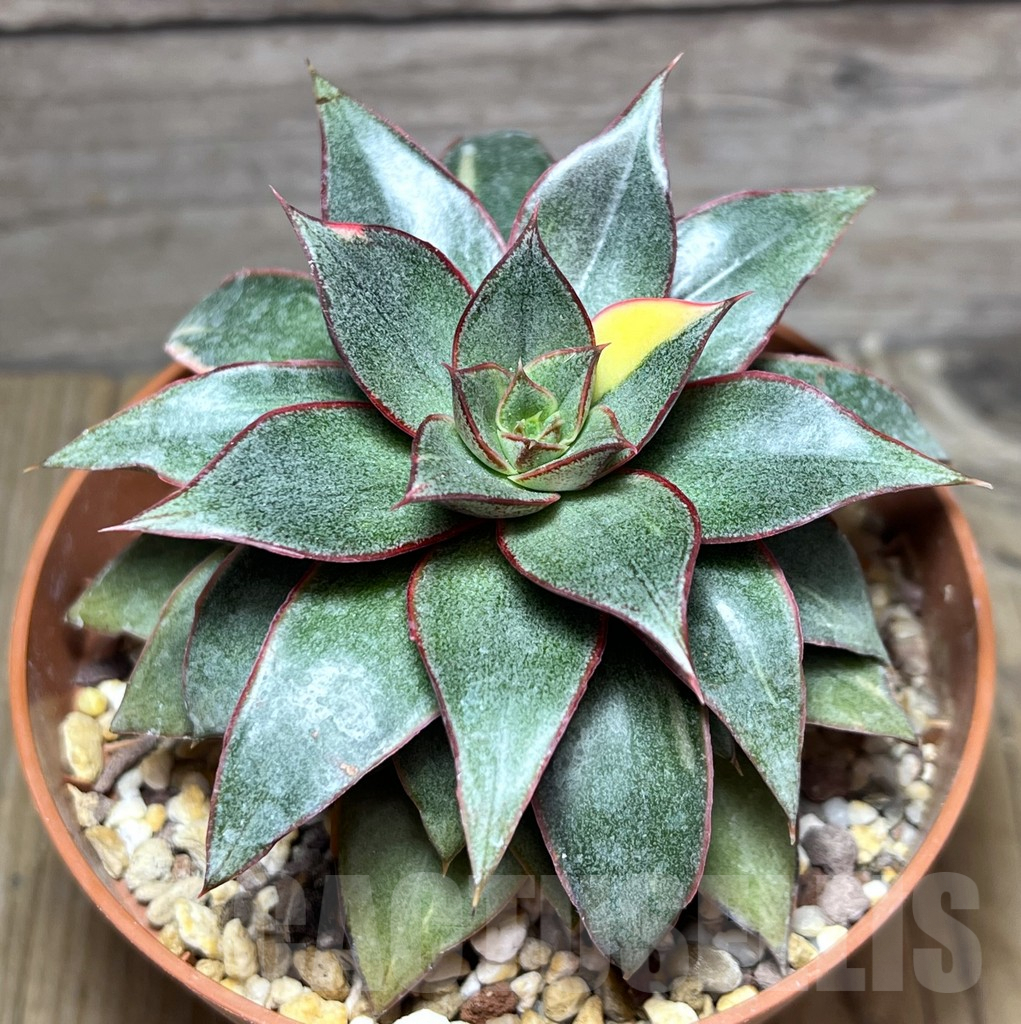 SHPR30293 Echeveria purpusorum f. variegata