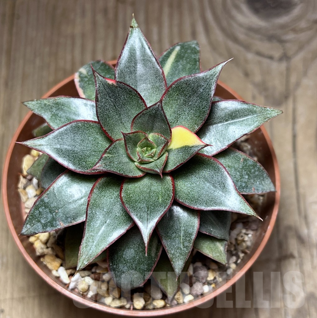 SHPR30293 Echeveria purpusorum f. variegata - Image 2