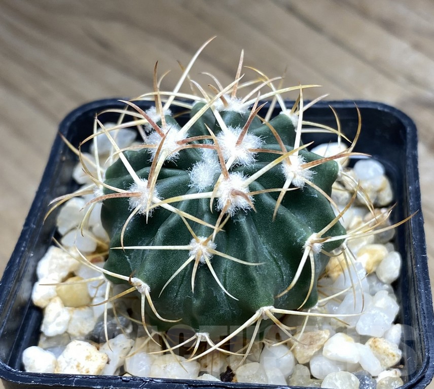 SHPR30873 Echinocactus texensis SB 385