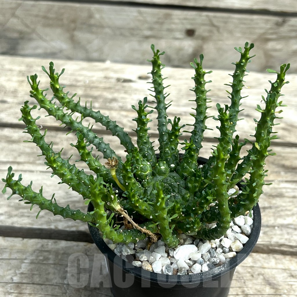 SHPR30296 Euphorbia flanaganii