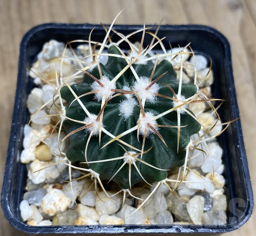 SHPR30873 Echinocactus texensis SB 385 - Image 2