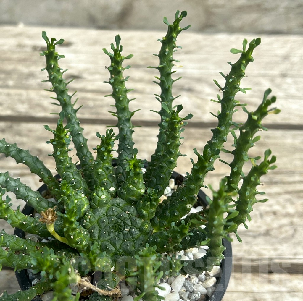 SHPR30296 Euphorbia flanaganii - immagine 2