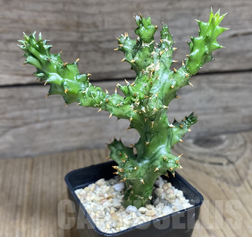 SHPR30874 Edithcolea grandis - Image 2