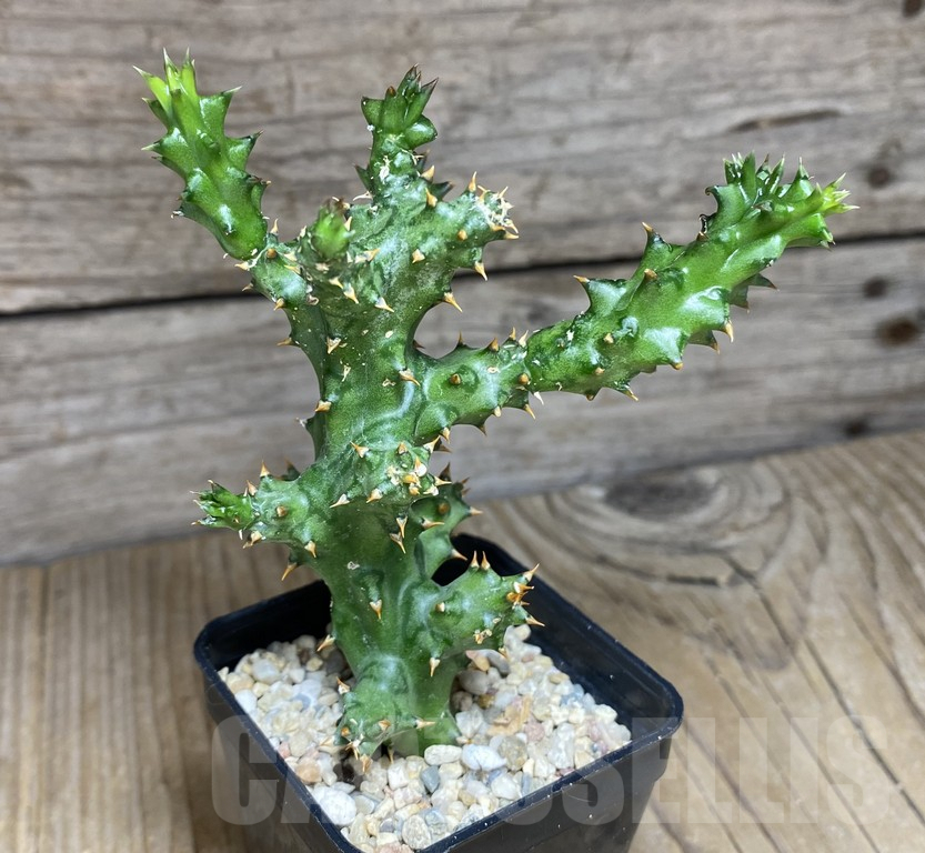 SHPR30874 Edithcolea grandis