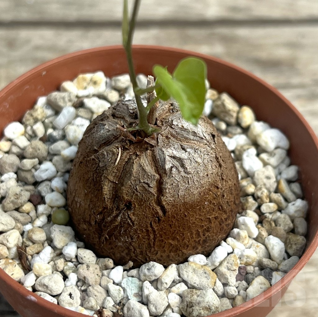 SHPR30300 Dioscorea elephantipes