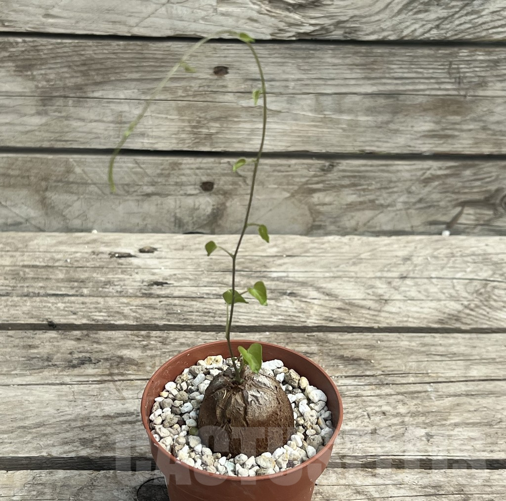 SHPR30300 Dioscorea elephantipes - Image 2