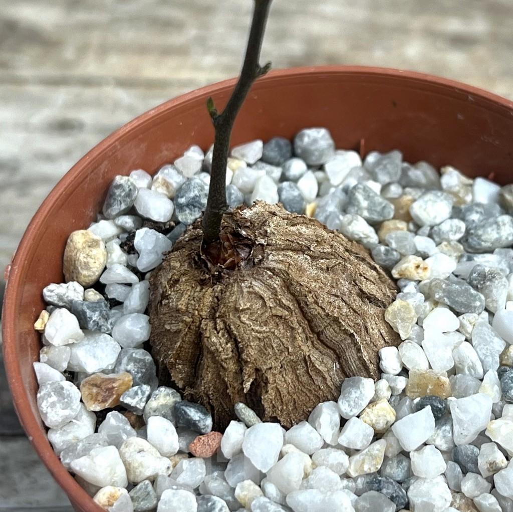 SHPR30301 Dioscorea elephantipes