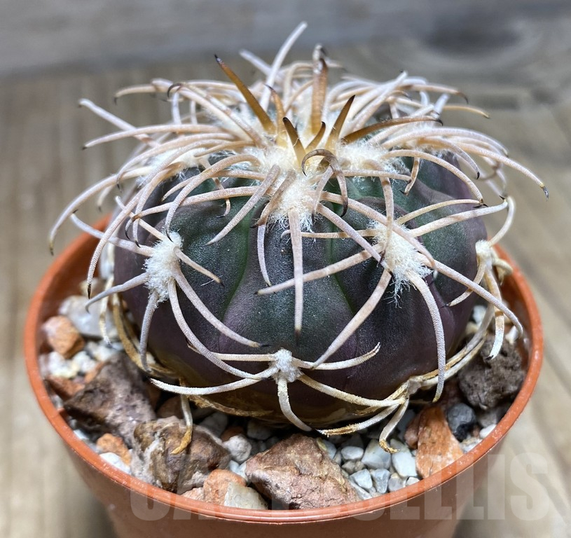 SHPR30930 Gymnocalycium spegazzinii -EL Obelisco- – Bild 2