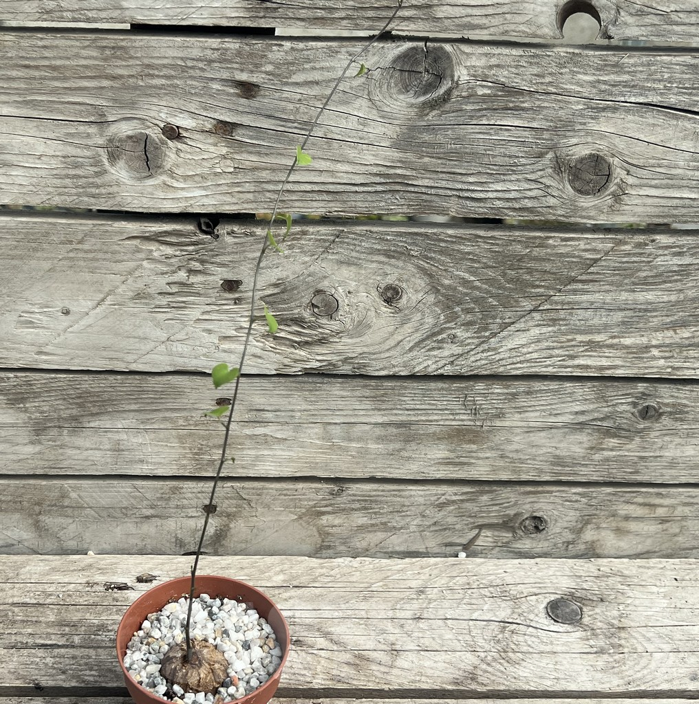 SHPR30301 Dioscorea elephantipes - Image 2