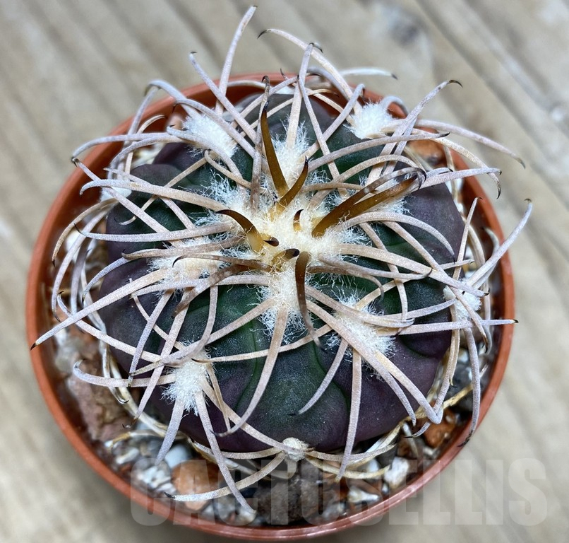 SHPR30930 Gymnocalycium spegazzinii -EL Obelisco-