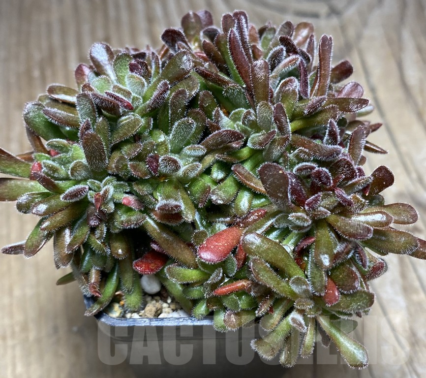 SHPR30931 Crassula pubescens - Obrázek 2