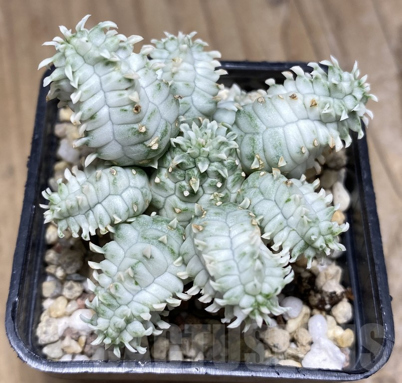 SHPR30932 Euphorbia mammillaris f. variegata