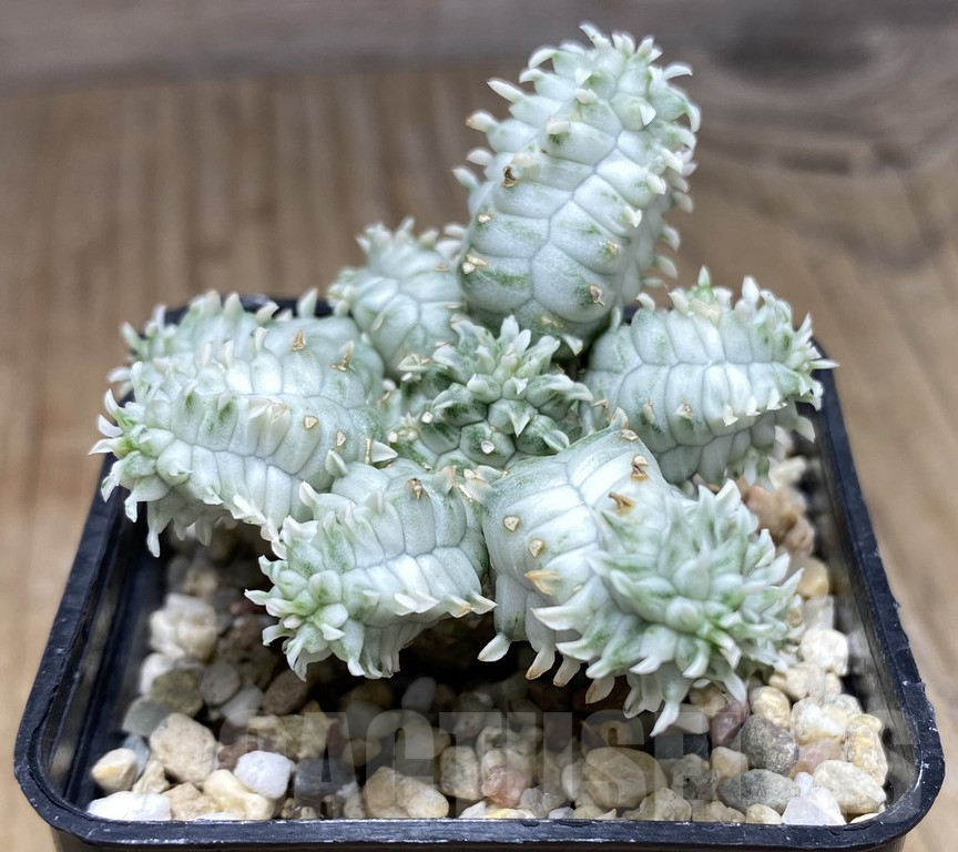 SHPR30932 Euphorbia mammillaris f. variegata - 画像 (2)