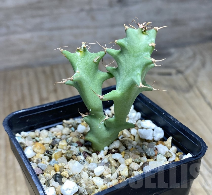 SHPR30934 Euphorbia tortirama sedling