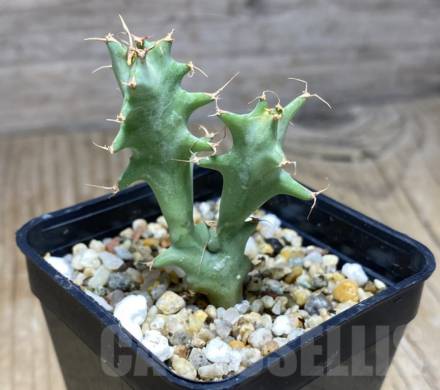 SHPR30934 Euphorbia tortirama sedling - Imagen 2
