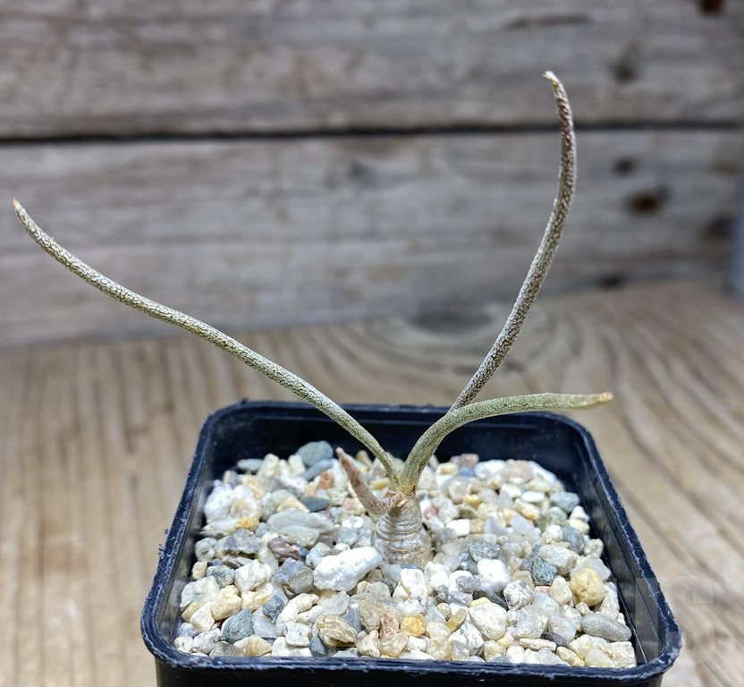 SHPR30935 Astrophytum caput-medusae own roots - Image 2